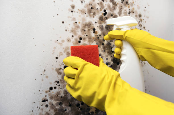 Best Residential Mold Remediation in Edgewood, KY